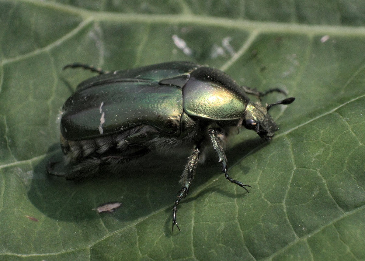 Cetonia aurata